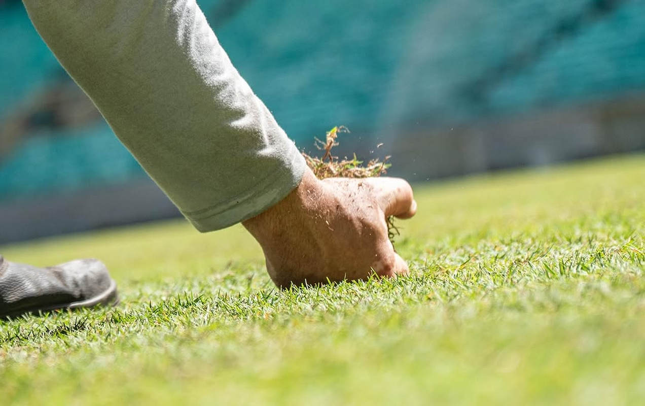 novo gramado da arena fonte nova